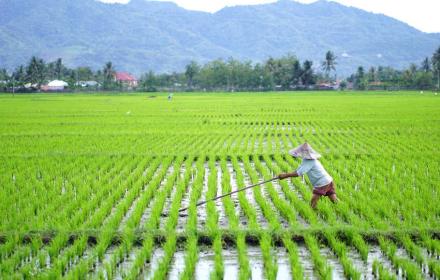 kecil_1643768209sawah